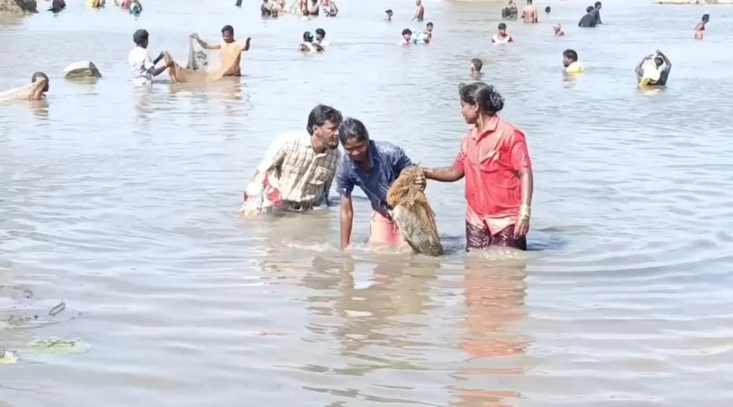 கல்லூர் ஏரியில் மீன்பிடித் திருவிழா : குவிந்த கிராம மக்கள்