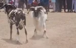 சிவகாசி அருகே கிடா முட்டு சண்டை : ஆக்ரோஷமாக மோதிக்கொண்ட கிடாய்கள்