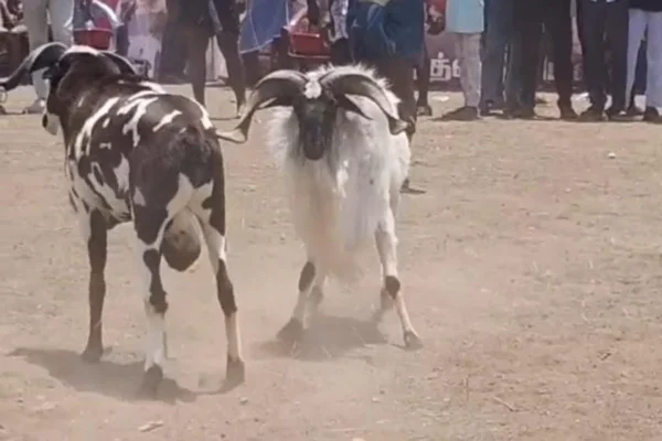 சிவகாசி அருகே கிடா முட்டு சண்டை : ஆக்ரோஷமாக மோதிக்கொண்ட கிடாய்கள்