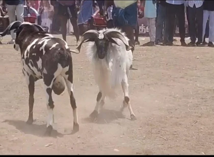 சிவகாசி அருகே கிடா முட்டு சண்டை : ஆக்ரோஷமாக மோதிக்கொண்ட கிடாய்கள்