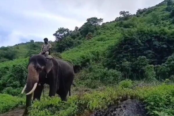 ஆட்கொல்லி புலி : கும்கி யானைகளுடன் வனத்துறை தீவிர தேடுதல் வேட்டை