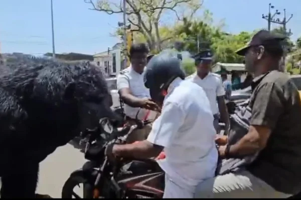 மரக்கன்றா? கொரில்லா தாக்குதலா? : போக்குவரத்து போலீசார் வித்தியாச விழிப்புணர்வு