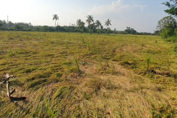 கனமழையால் நெற்பயிர்கள் சேதம் : இருளில் மூழ்கிய கிராமங்கள்