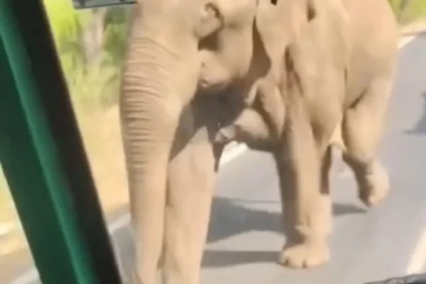 கரும்பு லாரிகளை கண்டதும் குழந்தையாகும் யானைகள் : ஓட்டுநர்கள் வெளியிட்ட வீடியோ
