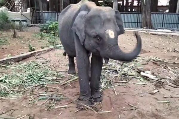 மதுரை மீனாட்சி அம்மன் கோவிலுக்கு வந்த துர்கா யானை : மலர்தூவி வரவேற்ற பக்தர்கள்
