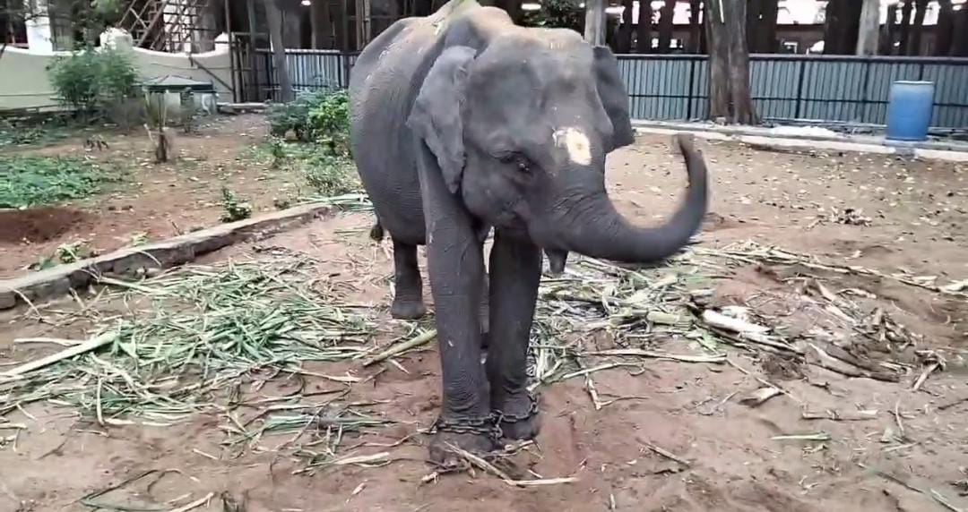 மதுரை மீனாட்சி அம்மன் கோவிலுக்கு வந்த துர்கா யானை : மலர்தூவி வரவேற்ற பக்தர்கள்