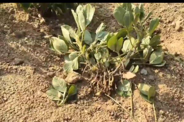 பயிர்களை சேதப்படுத்தும் குரங்குகள் : வேதனையில் வேர்க்கடலை விவசாயிகள்