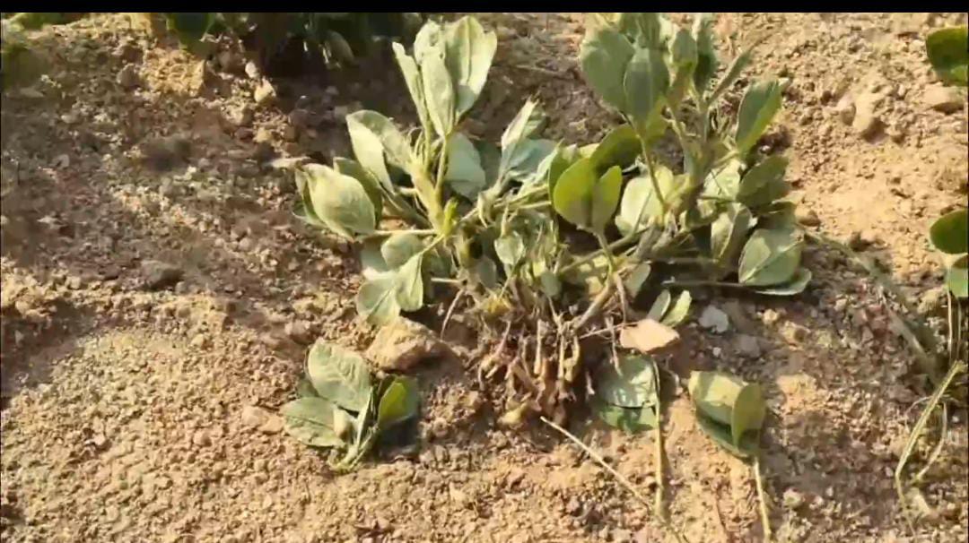 பயிர்களை சேதப்படுத்தும் குரங்குகள் : வேதனையில் வேர்க்கடலை விவசாயிகள்
