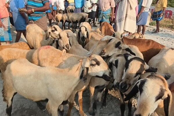 பிறக்கப்போகுது புரட்டாசி : காரிமங்கலம் ஆட்டுச்சந்தையில் ரூ.2 கோடிக்கு விற்பனை