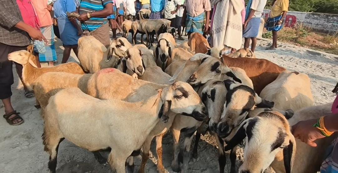பிறக்கப்போகுது புரட்டாசி : காரிமங்கலம் ஆட்டுச்சந்தையில் ரூ.2 கோடிக்கு விற்பனை
