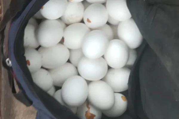 முட்டைகளை ஆட்டைய போட்ட சத்துணவு ஊழியர் சஸ்பெண்ட்