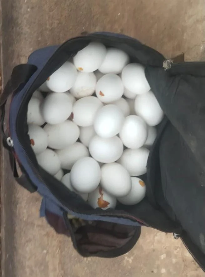 முட்டைகளை ஆட்டைய போட்ட சத்துணவு ஊழியர் சஸ்பெண்ட்