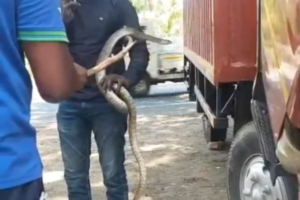 பயம் காட்டிய பாம்பு : சரக்கு வேன் இன்ஜினில் பதுங்கிய 8 அடி நீள சாரை மீட்பு