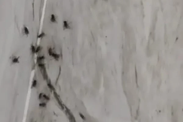 படையெடுக்கும் ஈக்கள் : பரிதவிக்கும் மக்கள்