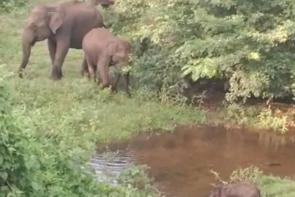 "குட்டியுடன் ஆற்றில் குளித்து மகிழ்ந்த யானைகள்" - மதுக்கரையில் நெகிழ்ச்சி சம்பவம்: தாய் யானையின் பாசப் போராட்டம் வைரல்!