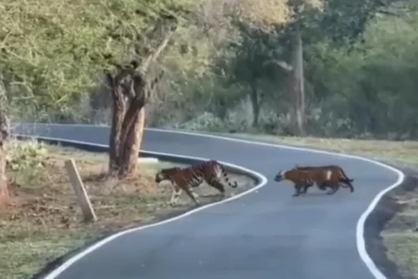 உதகை : மாயார் சாலையில் குட்டிகளுடன் உலா வந்த புலி