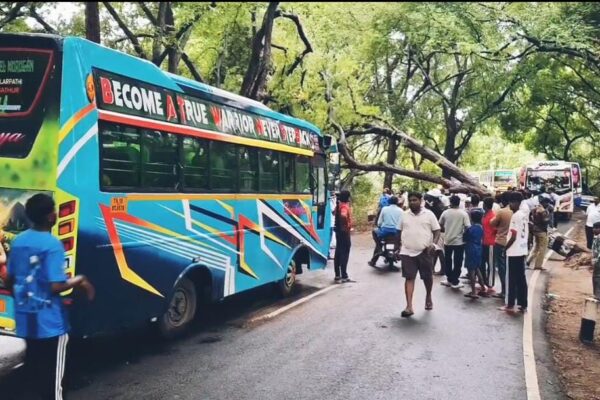 ஒகேனக்கல்லில் கனமழை: சாய்ந்து விழுந்த மரத்தால் போக்குவரத்து பாதிப்பு