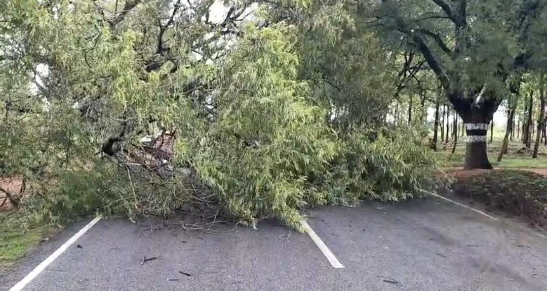 கனமழையால் சாலையில் சாய்ந்த மரங்கள் – முதியவர் காயம், வாகனங்கள் சேதம்