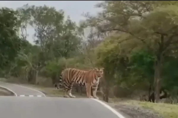 உதகை : காத்திருந்த தாய் புலி, தாவி குதித்து சென்ற குட்டி புலிகள்