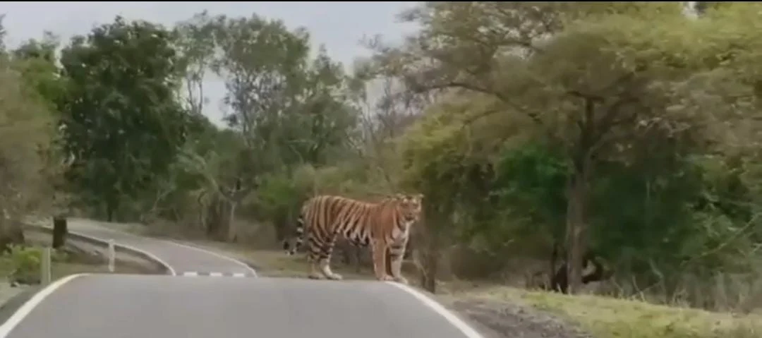 உதகை : காத்திருந்த தாய் புலி, தாவி குதித்து சென்ற குட்டி புலிகள்