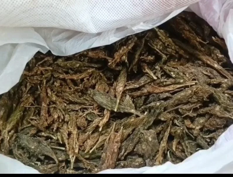 கஞ்சா கடத்தலில் ஈடுபட்ட அரசு பேருந்து நடத்துனர் உட்பட இருவர் கைது