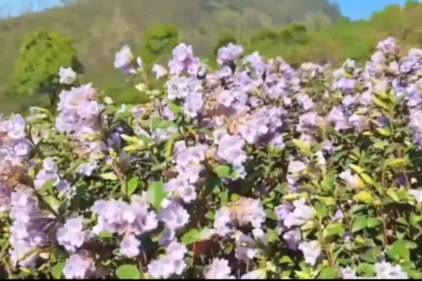 மூணாறில் பூத்துக் குலுங்கும் நீலக்குறிஞ்சி மலர்கள் – குவிந்த சுற்றுலா பயணிகள்