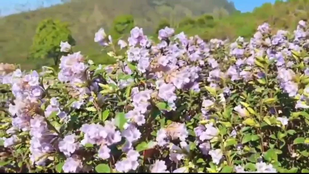 மூணாறில் பூத்துக் குலுங்கும் நீலக்குறிஞ்சி மலர்கள் – குவிந்த சுற்றுலா பயணிகள்