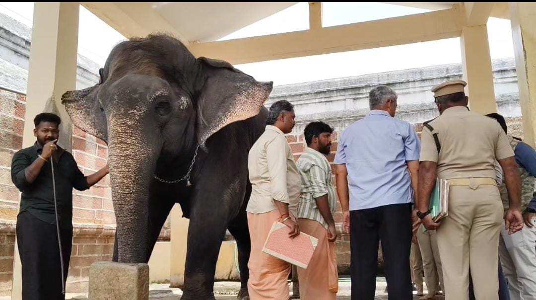 சங்கரநாராயணர் கோவில் யானை ‘கோமதி’யின் உடல்நலம் : வனத்துறை, கால்நடை மருத்துவர்கள் திடீர் ஆய்வு