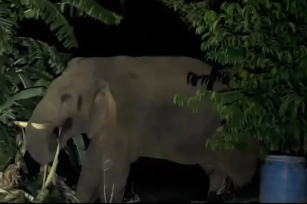 வீடு,பயிர்களை சூறையாடிய காட்டு யானை : வனத்துறை - பொதுமக்கள் வாக்குவாதம்