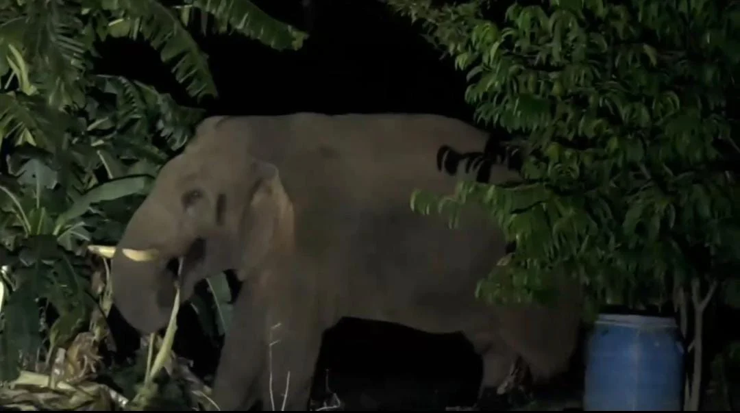 வீடு,பயிர்களை சூறையாடிய காட்டு யானை : வனத்துறை - பொதுமக்கள் வாக்குவாதம்